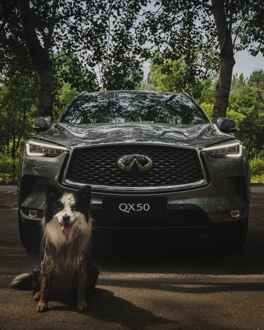 INFINITI Social: Playful Dog still, part one