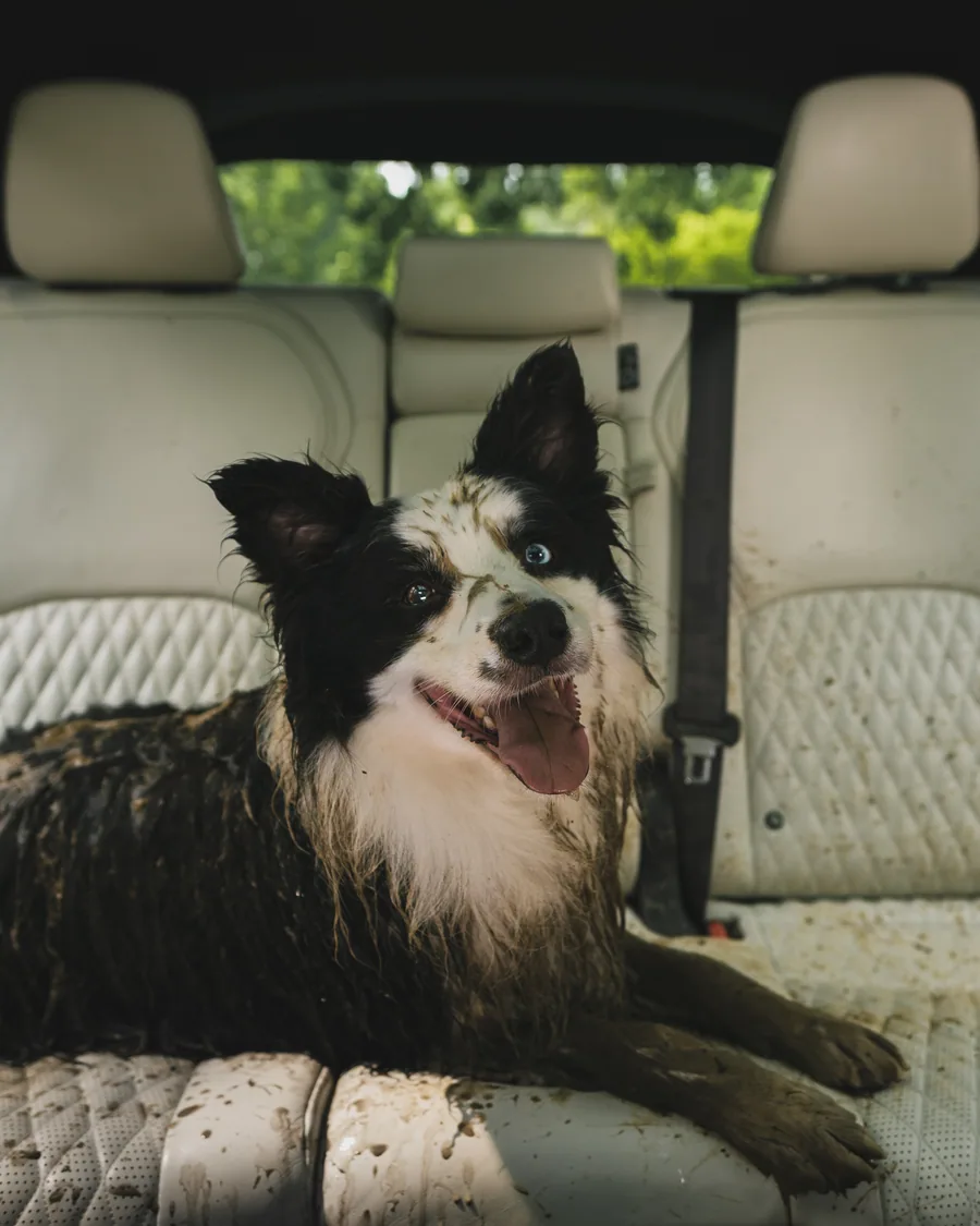 INFINITI Social: Playful Dog still, part two